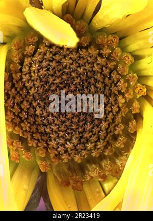 Schöne Natur blüht, Sonnenblumen, leuchtend gelbe Blütenblätter machen Nahaufnahmen Makro Stockfoto