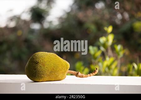 Asiatische Sommerfrüchte namens Jackfruit wissenschaftlicher Name Artocarpus heterophyllus Stockfoto