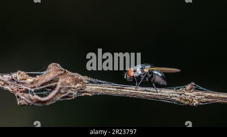 Nahaufnahme einer Fliege hoch oben auf einem Ast, trockenes Holz mit isoliertem Hintergrund, gewöhnliche Hausfliege, farbenfrohes Insekt, selektiver Fokus. Stockfoto