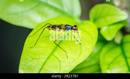 Erwachsenenbein Fliegen auf grünem Blatt, Insektentier, Makrofoto. Stockfoto