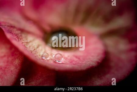 Nahaufnahme von Euphorbia milii Blume oder Krone christi mit gelben Pollen und Wassertropfen auf Blütenblättern, Regentropfen auf rosa Euphorbia milii, selektiver Fokus, Stockfoto