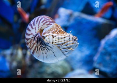 Nautilus pompilius oder Chambered nautilus, ist ein Kopffüßer mit auffälligem Kopf und Tentakel Stockfoto