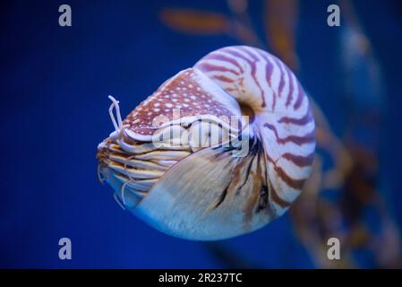 Nautilus pompilius oder Chambered nautilus, ist ein Kopffüßer mit auffälligem Kopf und Tentakel Stockfoto