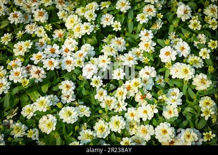 Bunte Zinniaflumen blühen in den Gartenblumen, Zinniaflumen und weiße Blüten, Zinnia angustifolia Stockfoto