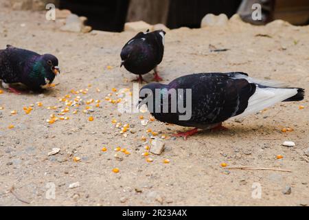 Tauben essen Essen an Land und Mais auf Lippen, Taubengruppe essen Essen zusammen, Geflügeltier Stockfoto
