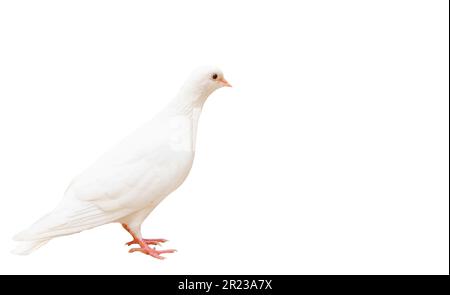 Weiße Taube isoliert auf weißem Hintergrund mit Schnittpfad und Kopierraum, einseitige Taube, die auf einer Seite steht Stockfoto