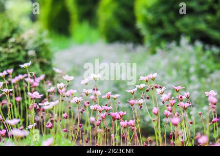 Zarte weiße rosa Blumen von Saxifrage Moos im Frühlingsgarten. Blumenhintergrund Stockfoto