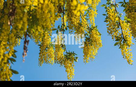 Zweige mit gelben Blüten von Laburnum anagyroides, Golden Chain oder Golden Rain Tree, vor blauem Himmel. Gelber Bohnenbaum in voller Blüte in einem sonnigen Stockfoto