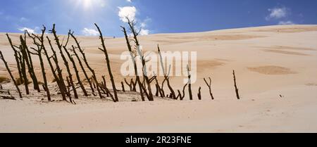 Tote Bäume unter der sich bewegenden Sanddüne von Leba, Polen Stockfoto