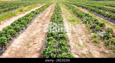 Webbanner von Erdbeerreihen auf einem Weichtierfeld in Alabama. Stockfoto