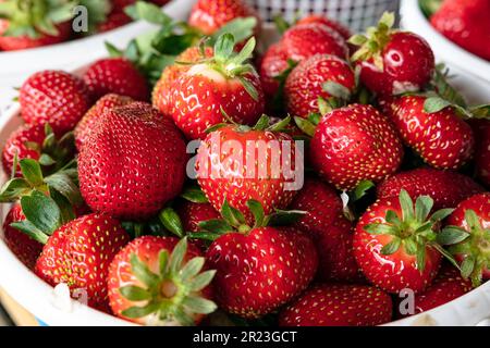 Frisch gepflückte Erdbeeren (Fragaria ananassa) in einem weißen Plastikkorb auf einem Bauernmarkt. Stockfoto