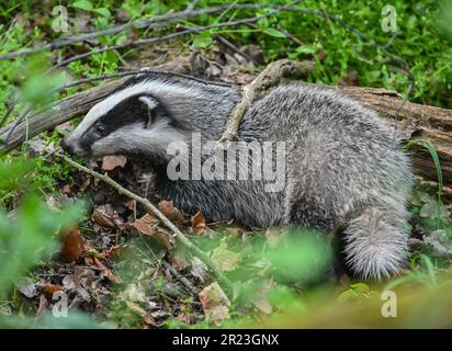 Sieversdorf, Deutschland. 16. Mai 2023. Ein junger europäischer Dachs (Meles meles) erforscht den Wald in der Nähe der Höhle. Das nachtaktive Raubtier gehört der Marder-Familie. Der Dachs, oder „Grimbart“, wie er in der Fabel genannt wird, lebt in der Regel im Wald, wo er seine weitläufigen Höhlen hauptsächlich an Hängen baut. Charakteristisch für das Tier ist insbesondere die schwarz-weiße Zeichnung des Kopfes. Kredit: Patrick Pleul/dpa/ZB/dpa/Alamy Live News Stockfoto