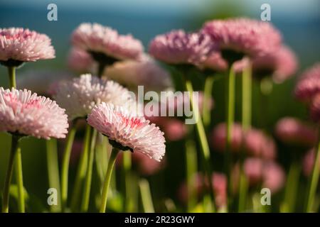 Helle und dunkelrosa porzellanaster Stockfoto