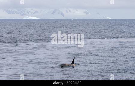 Orca oder Killerwal in der Antarktis Stockfoto