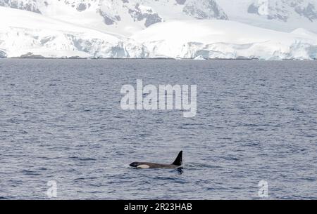 Orca oder Killerwal in der Antarktis Stockfoto
