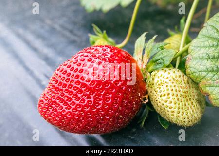 Nahaufnahme der frischen, reifen Erdbeere (Fragaria anananassa), die noch auf der Rebe ist. Stockfoto