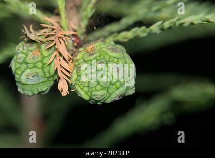 Balzzypresse (Taxodium distichum) isolierte Blätter und unreife Samenschoten. Koniferenbaum aus der Familie Cupressaceae, der in den USA zu finden ist. Stockfoto