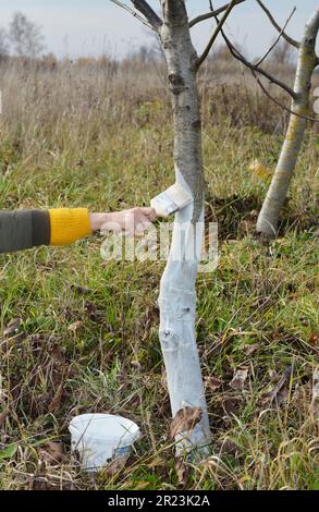 Gärtner mit Pinselpinsel, der Walnussbaum im Garten weiß wäscht. Stockfoto