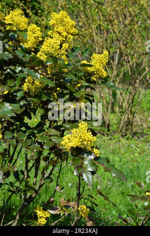 Mahonia aquifolium, Oregons Traubenmahonie oder Holly Leaf Berberry blühend im Frühlingsgarten. Stockfoto
