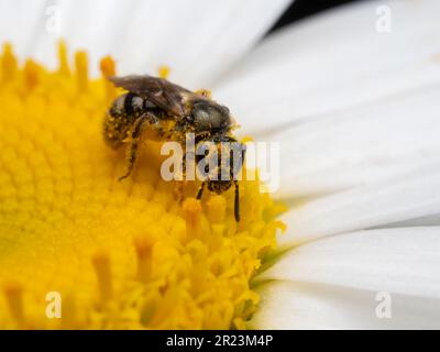 Nahaufnahme einer weiblichen Schweißbiene (Lasioglossum-Arten), die mit gelben Pollen auf einer Blume bedeckt ist. Delta, British Columbia, Kanada Stockfoto