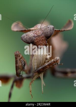 Sehr nahes Bild einer juvenilen weiblichen Mantis toter Blätter (Deroplatys desiccata), die beim Essen einer Hausgrille (Acheta domesticus) vor der Kamera steht. ve Stockfoto