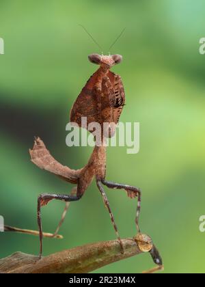 Vertikalbild einer juvenilen weiblichen toten Blattmantis (Deroplatys desiccata) auf einer Pflanze Stockfoto