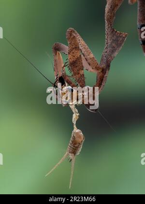 Nahaufnahme einer juvenilen weiblichen toten Blattmantis (Deroplatys desiccata), die kopfüber an einem Blatt hängt, während sie eine Hausgrille (Acheta domesticus) isst Stockfoto