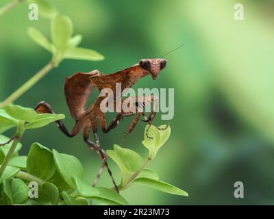 Juvenile weibliche tote Blattstift (Deroplatys desiccata), die auf einer Pflanze kriecht, während sie Insektenbeute jagt Stockfoto