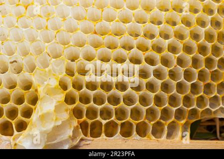 Wabenbienen Nahaufnahme in einem Holzrahmen ein arbeitender buckfast Bienenstock. Der Begriff der Bienenzucht. Stockfoto