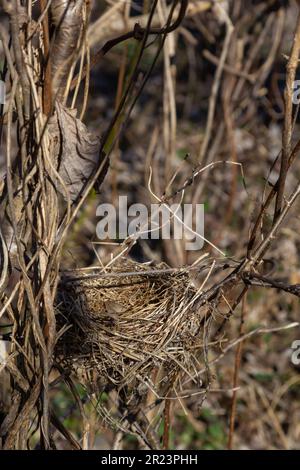 Ein leeres Vogelnest. Frühlingswald, im Busch gibt es ein verlassenes Vogelnest, das zurückkehrt, um Eier zu legen und Nachkommen aufzuziehen. Stockfoto