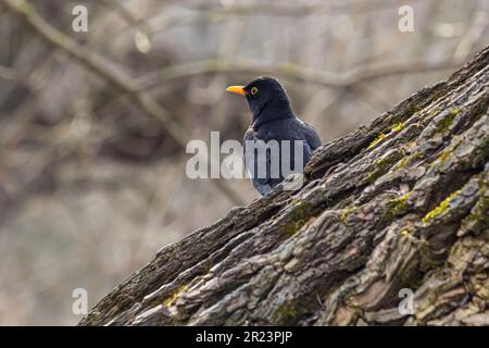 Der Rotbarsch Turdus merula ist ein relativ großer Langschwanzvogel, weit verbreitet und häufig und daher einer der beliebtesten und am besten lebenden Seekühe Stockfoto