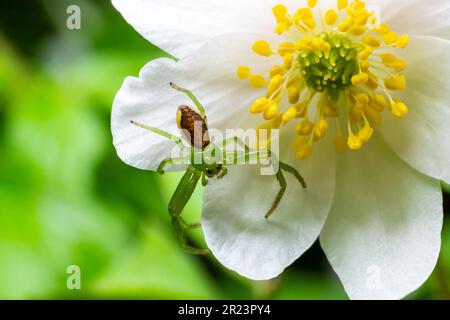 Die Grüne Krabbenspinne, Diaea dorsata, jagt Beute auf einer Anemonblume aus weißem Holz. Stockfoto