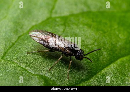 Aquilegia sawfly genannt auch columbine sawfly Pristiphora rufipes. Häufige Schädlingsbefall von Johannisbeeren und Stachelbeeren in Gärten und Plantagen. Stockfoto