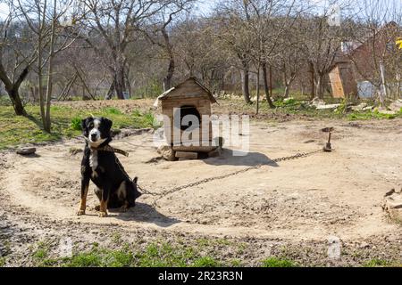 Schwarzer Bastardhund an der Kette auf altverwittertem Holzzwingerhaus im ländlichen Hinterhof am Sommertag. Stockfoto