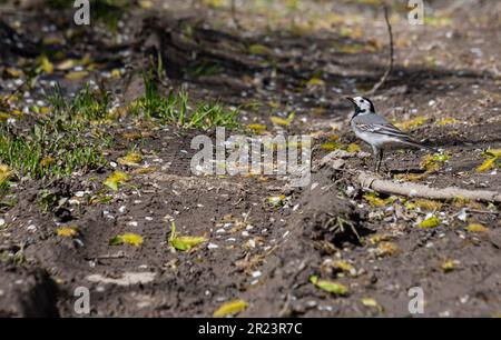 Weißer Wagtail - Motacilla alba, kleiner beliebter Passanten aus europäischen Feldern, Wiesen und Feuchtgebieten. Weißer Wagschwanz, Hasenschwanz, Motacilla Alba Stockfoto