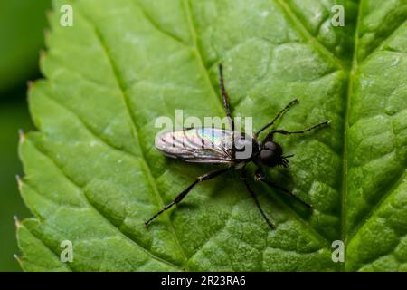 Aquilegia sawfly genannt auch columbine sawfly Pristiphora rufipes. Häufige Schädlingsbefall von Johannisbeeren und Stachelbeeren in Gärten und Plantagen. Stockfoto