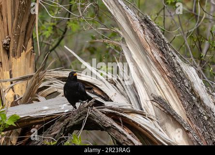 Der Rotbarsch Turdus merula ist ein relativ großer Langschwanzvogel, weit verbreitet und häufig und daher einer der beliebtesten und am besten lebenden Seekühe Stockfoto