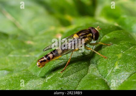 Die weibliche Langfliege Sphaerophoria scripta sitzt auf einem Löwenzahn. Stockfoto