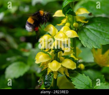 Bombus terrestris bestäubend Gelberzengel Lamium galeobdolon am Sommersonntag des Waldes. Stockfoto