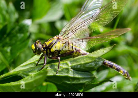 Die Libelle, Gompha vulgaris Gomphus vulgatissimus auf der Pflanze durch das Morgensonnenlicht des Sees im Sommer. Stockfoto