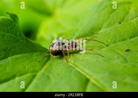Makroaufnahme der Metellina-Spinne auf grünem Blatt, Tierwelt in natürlicher Umgebung. Stockfoto
