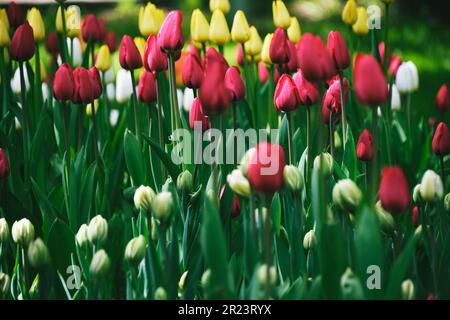Blumenbeet mit farbenfrohen roten, gelben und weißen Tulpen Stockfoto