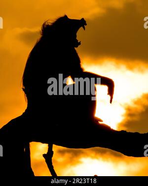 Silhouette eines Affen, der auf einem Ast sitzt Stockfoto