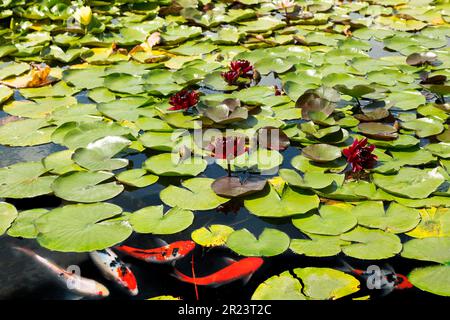 Koi-Karpfenfisch schwimmt im Teich zwischen roten Seerosen Stockfoto