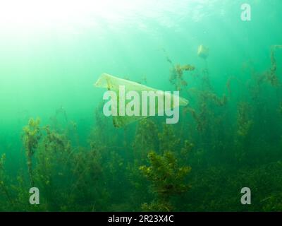 Abfall in Form von Plastiktüten in einem Süßwassersee, Abfall in Form von Plastikbeuteln in einem Süßwassersee, NRW, Deutschland Stockfoto