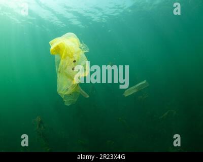 Abfall in Form von Plastiktüten in einem Süßwassersee, Abfall in Form von Plastikbeuteln in einem Süßwassersee, NRW, Deutschland Stockfoto