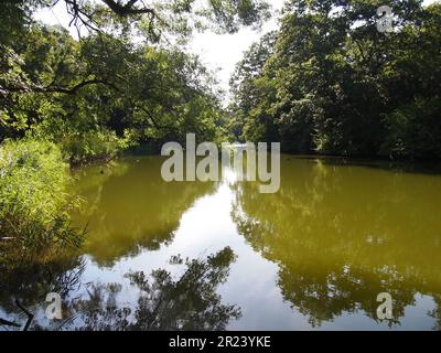 Ropotamo Reserve (Primorsko, Provinz Burgas, Bulgarien) Stockfoto