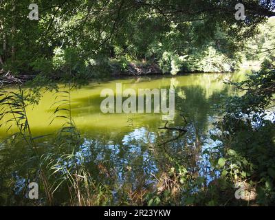 Ropotamo Reserve (Primorsko, Provinz Burgas, Bulgarien) Stockfoto