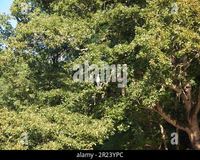 Ropotamo Reserve (Primorsko, Provinz Burgas, Bulgarien) Stockfoto