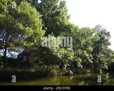 Ropotamo Reserve (Primorsko, Provinz Burgas, Bulgarien) Stockfoto